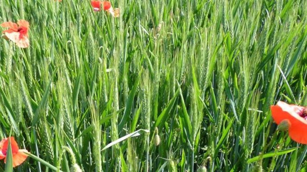  Selon Coface, la consommation de produits bio augmente plus vite que l'offre depuis 2016. (©Terre-net Média)