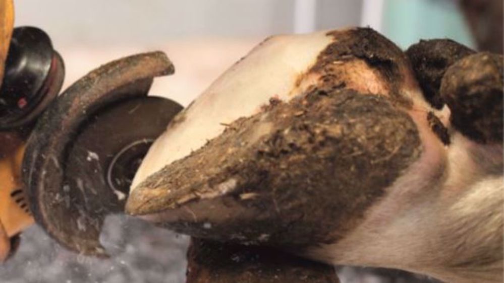 Deux nouveaux index spécifiques à la santé du pied s'ajoutent à la génétique des vaches laitières : RLI et RLNI (©Évolution)