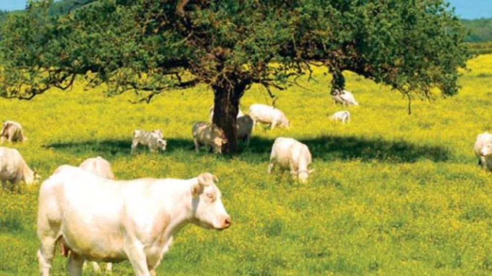 France Conseil élevage compte mieux accompagner ses éleveurs sur la question du bien-être animal. (©France Conseil Élevage)