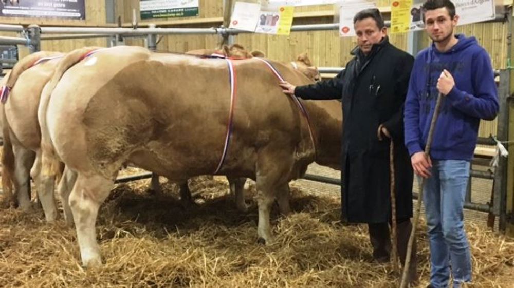 Génisse blonde d'Aquitaine appartenant au Gaec Herbreteau Frères et achetée par Pascal Vernay (Sicarev) pour le Super U de Pignan (34) au prix de 10 €/kg net. (©Acti-ouest)
