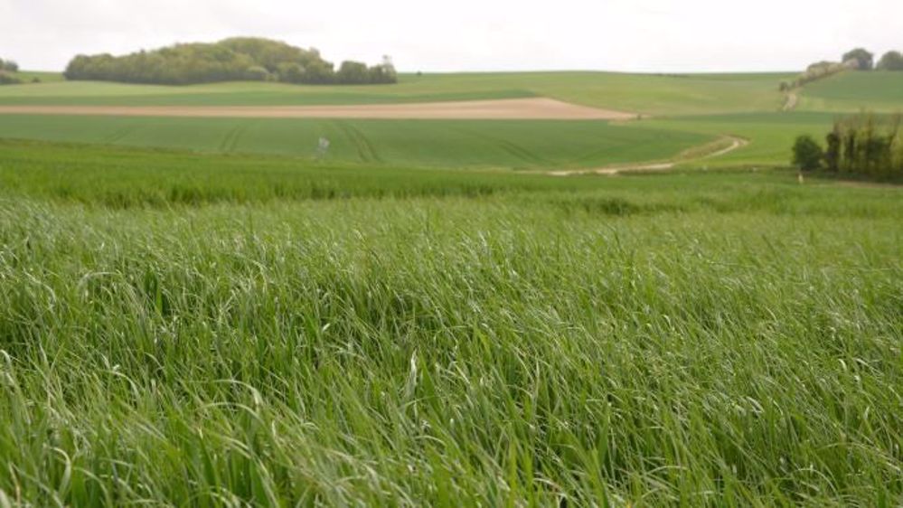 La résistance aux matières actives se traduit par une érosion de leur efficacité plus ou moins rapide. (©Terre net Média)