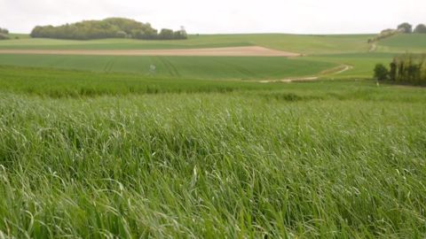 La résistance aux matières actives se traduit par une érosion de leur efficacité plus ou moins rapide. (©Terre net Média)