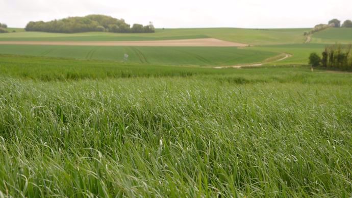 Infestation de ray-grass.