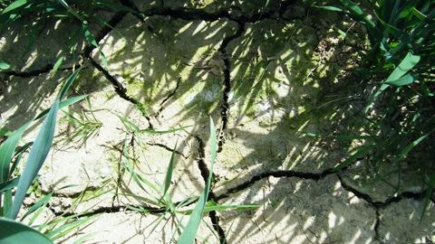 Avec le réchauffement climatique, au moins un quart de la surface de la Terre pourrait devenir « considérablement » plus sèche. (©Terre-net Média)