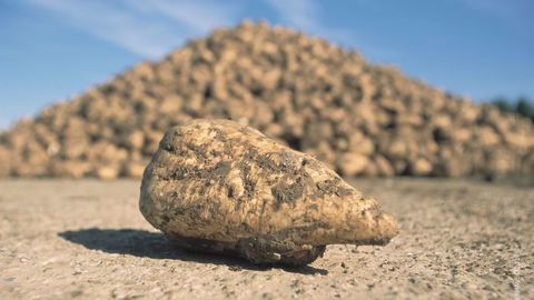 SESVanderHave dispose d'une méthode pour évaluer une variété de betterave sur sa résistance à la conservation en silo. (©SESVanderHave)