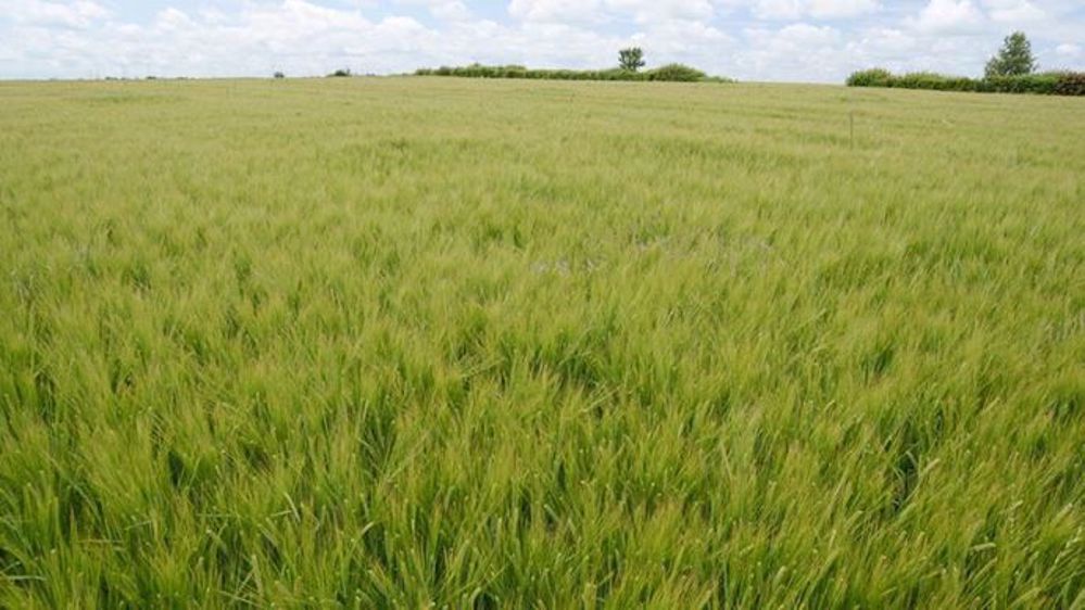 Ce mois-ci, Perspectives agricoles pose la question de l'intérêt de cultiver des orges de brasserie. (©Arvalis)