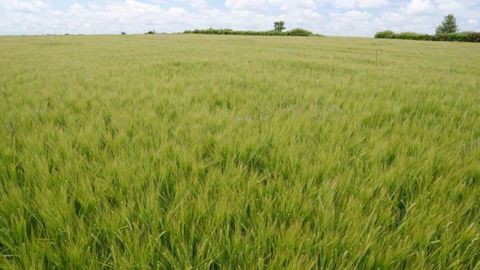Ce mois-ci, Perspectives agricoles pose la question de l'intérêt de cultiver des orges de brasserie. (©Arvalis)