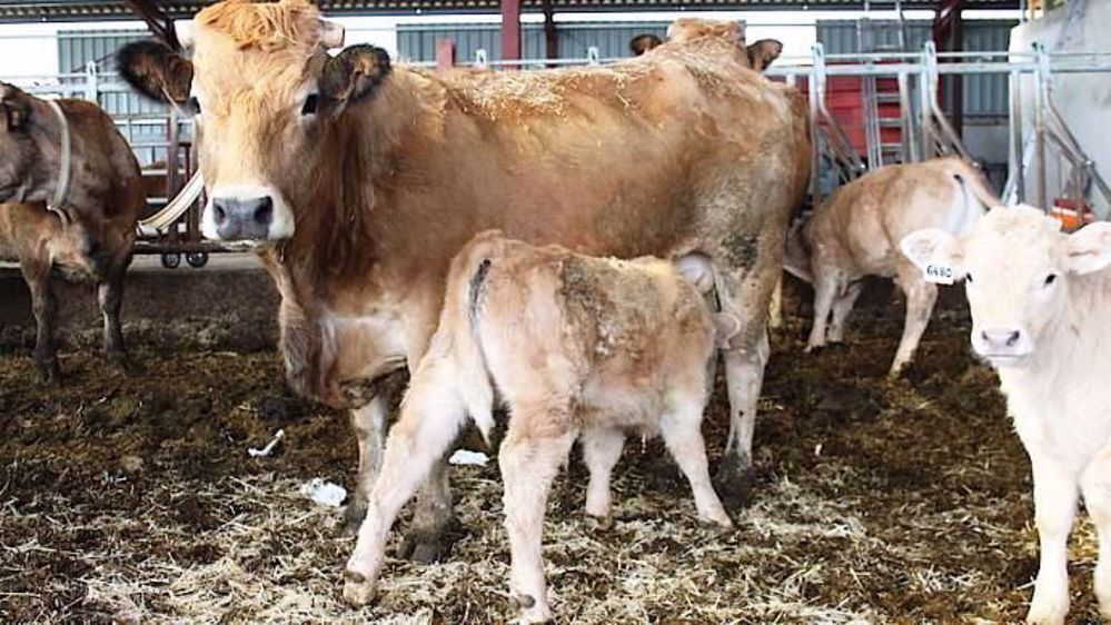 L'observatoire et suivi des causes d'avortements chez les ruminants propose un protocole de diagnostic différentiel des avortements infectieux pour les bovins. (©Idele/Oscar)