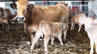 L'observatoire et suivi des causes d'avortements chez les ruminants propose un protocole de diagnostic différentiel des avortements infectieux pour les bovins. (©Idele/Oscar) L'observatoire et suivi des causes d'avortements chez les ruminants propose un protocole de diagnostic différentiel des avortements infectieux pour les bovins. (©Idele/Oscar)