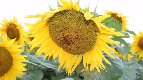 Marbelia CL, tournesol Clearfield demi-précoce. (©Caussade Semences)