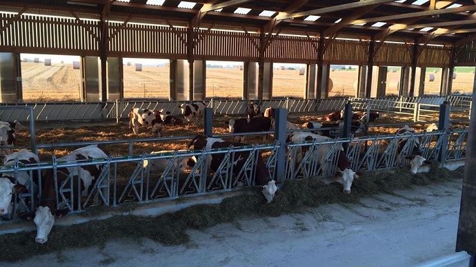 La stabulation ouverte de la ferme du Mont'belles à Oneux