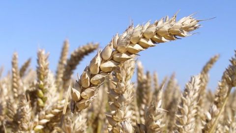 Dans l'Oklahoma, seulement 4 % de la future récolte de blé est dans un état bon à excellent. (©Terre-net Média)