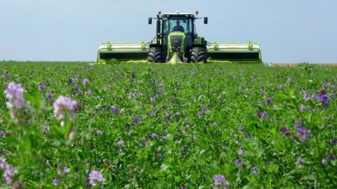 La production de luzerne déshydratée a été de 850 000 t en 2017, concentrée dans une douzaine de départements. (©Terre-net Média)