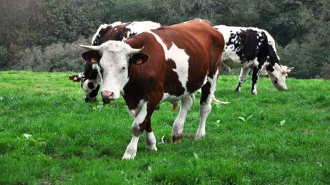 L'outil d'évaluation du bien-être animal Boviwell pose un diagnostic quant aux pratiques quotidiennes des éleveurs bovins et identifie les voies d'amélioration possibles. (©Terre-net Média)