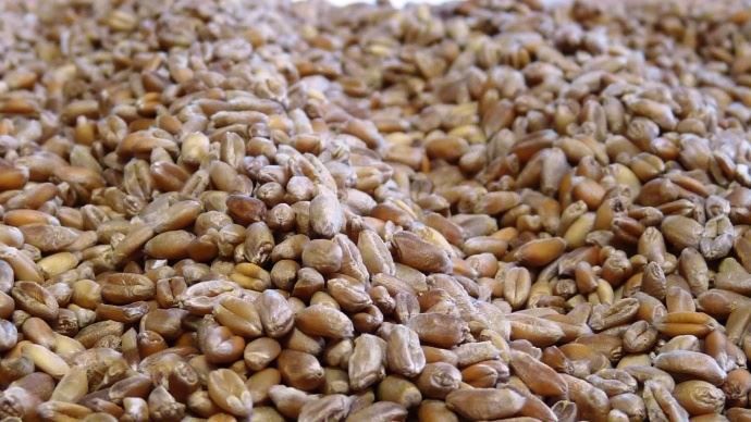 Grains de blé