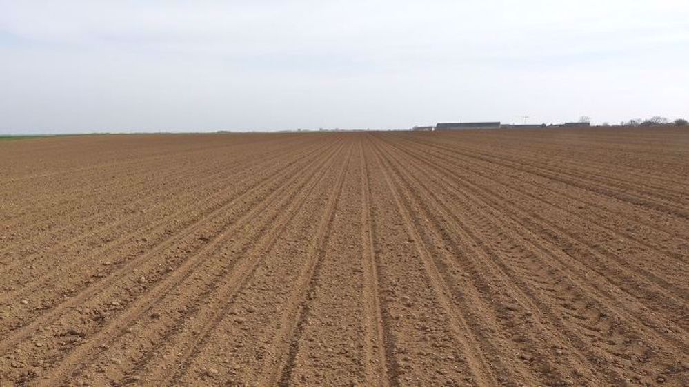 « Le semis en quinconce, plutôt qu’en aléatoire, vise à optimiser la répartition de chaque graine sur une surface donnée, pour, en théorie, réduire  le phénomène de concurrence entre les betteraves », indique Hugo Crécy. (©Terre-net Média)