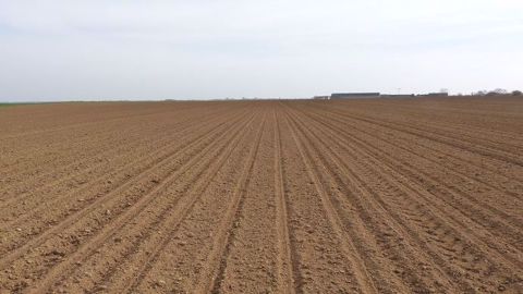 « Le semis en quinconce, plutôt qu’en aléatoire, vise à optimiser la répartition de chaque graine sur une surface donnée, pour, en théorie, réduire  le phénomène de concurrence entre les betteraves », indique Hugo Crécy. (©Terre-net Média)
