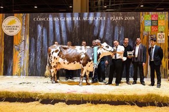 Hamilton, championne normande au Sia 2018.