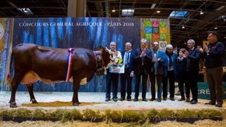 Hambourg, championne adulte de la race Abondance. (©Sia 2018) Hambourg, championne adulte de la race Abondance. (©Sia 2018)