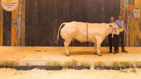 Illusion, grande championne Blanc Bleu. (©Sia 2018) Illusion, grande championne Blanc Bleu. (©Sia 2018)