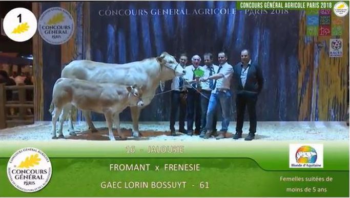 Jalousie, s'impose en Blonde d'Aquitaine.