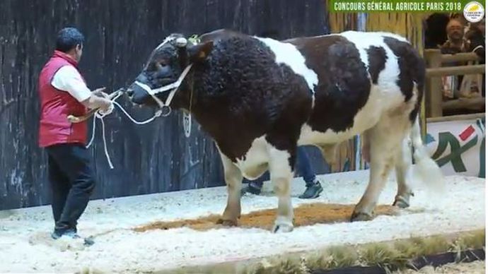 Joe Star, jeune mâle rouge des prés