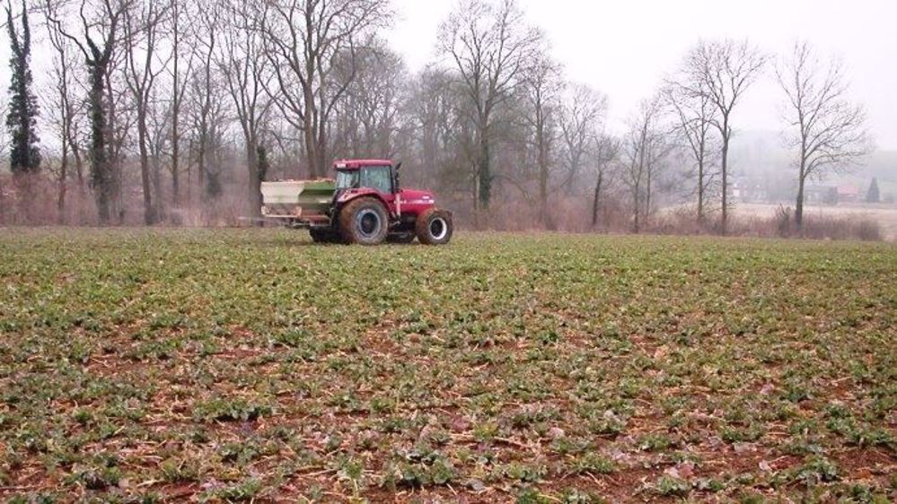Avec un besoin de l’ordre de 5 unités de SO<sub>3</sub> par quintal, le colza est une culture exigeante en soufre. (©Terre-net Média)