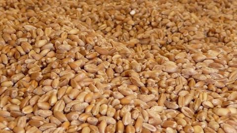 Plusieurs entreprises spécialisées dans l'intelligence artificielle et l'analyse algorithmique, tentent de répondre aux demandes des agriculteurs en matière de volatilité des prix. (©Terre-net Média) Plusieurs entreprises spécialisées dans l'intelligence artificielle et l'analyse algorithmique, tentent de répondre aux demandes des agriculteurs en matière de volatilité des prix. (©Terre-net Média)