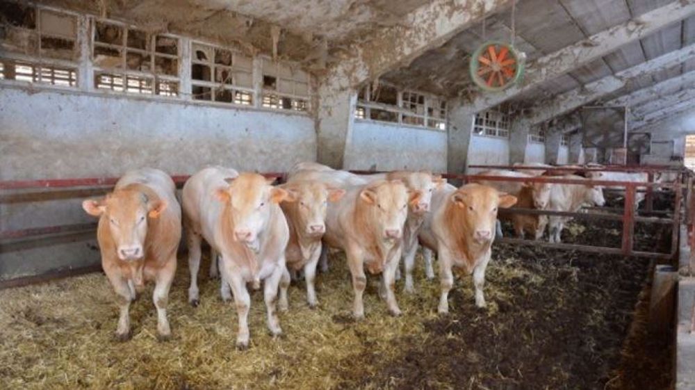 Notamment à cause du prix très élevé des terres, les coûts de production sont très importants pour les engraisseurs de bovins d'Italie du Nord. Ils craignent tout autant que les éleveurs français les conséquences d'un accord entre l'UE et les pays du Mercosur. (©Terre-net Média)