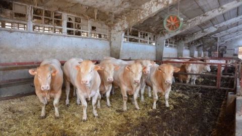Notamment à cause du prix très élevé des terres, les coûts de production sont très importants pour les engraisseurs de bovins d'Italie du Nord. Ils craignent tout autant que les éleveurs français les conséquences d'un accord entre l'UE et les pays du Mercosur. (©Terre-net Média)