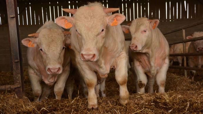 Du fait, entre autres, d’une chute des naissances à l’automne 2017, les effectifs de bovins de moins d'un an diminuent fortement. La production totale de viande bovine devrait suivre la même tendance en 2018.