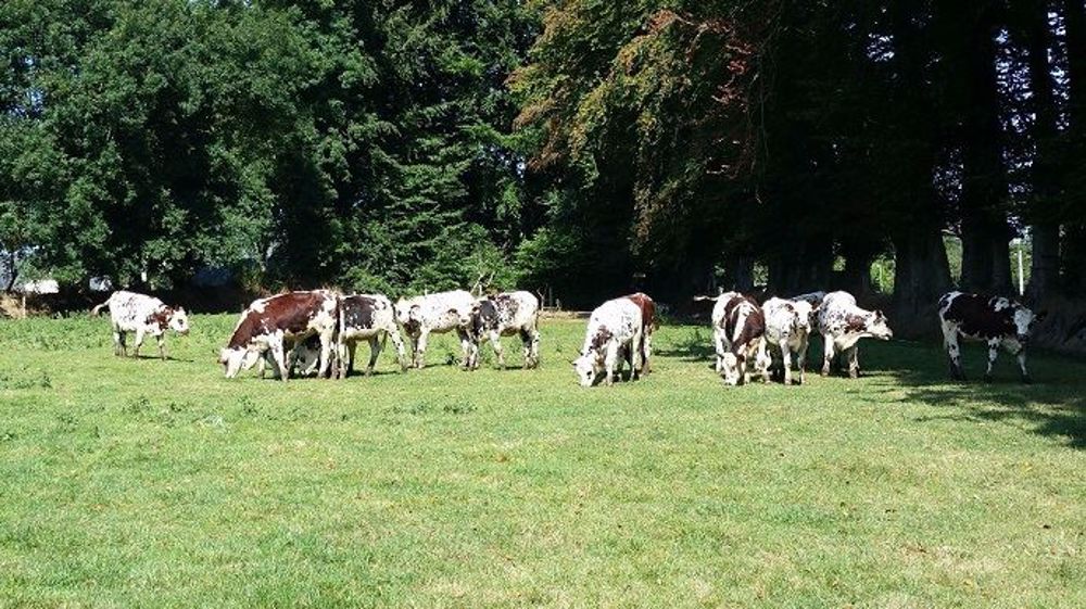 Les Prés Rient Bios, filiale de Danone, va investir 2 millions d'euros en faveur des prairies normandes bio (©Terre-net Média)