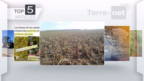 Articles les plus lus sur Terre-net cette semaine. (©Terre-net Média)