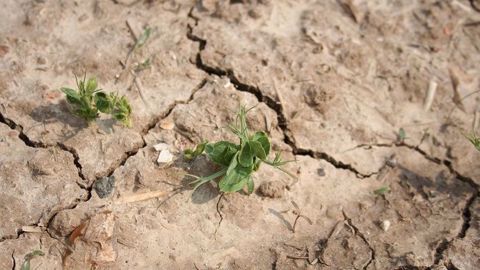Dès la levée, les pois sont sensibles à ces deux ravageurs. Souvent, le sitone apparaît après le thrips. (©Terre-net Média)