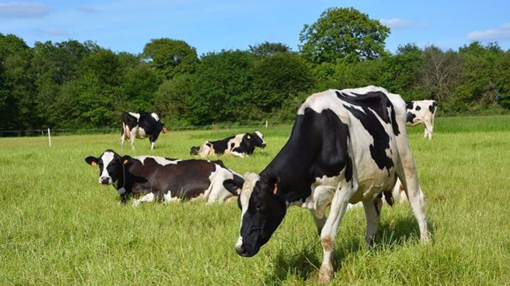 La cause de la dégradation des marchés laitiers est bien identifiée : l'accumulation de stocks de poudre de lait écrémé à l'intervention publique, malgré une demande mondiale très dynamique. (©Terre-net Média)