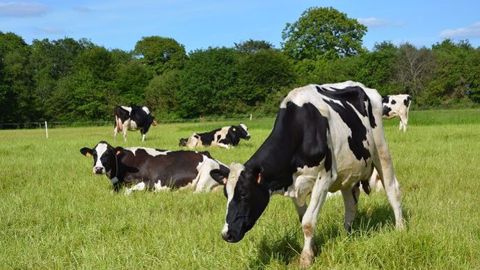 La cause de la dégradation des marchés laitiers est bien identifiée : l'accumulation de stocks de poudre de lait écrémé à l'intervention publique, malgré une demande mondiale très dynamique. (©Terre-net Média)