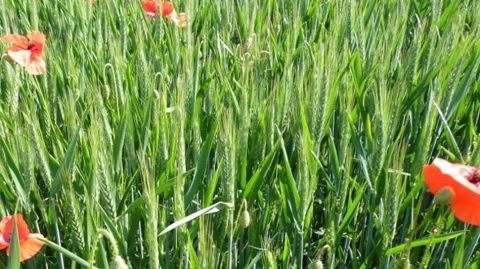 L'objectif : atteindre 15 % de surface agricole utile en production bio en 2022. (©Terre-net Média)