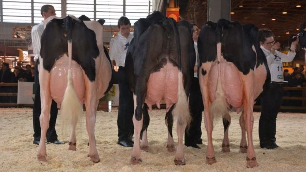 Malgré la forte mobilisation des éleveurs pour le concours, l'organisation a été contrainte d'annuler le salon Cœur d'élevage à cause du manque d'exposants. (©Terre-net Média)