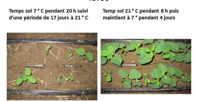 Effet température du sol sur la qualité de la levée
