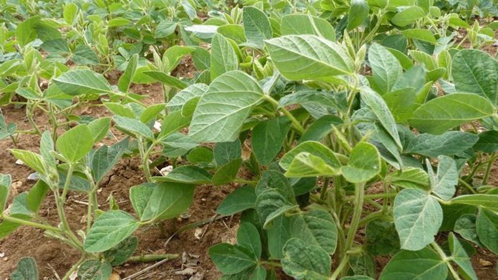 Cette semaine, les cours du soja sont stabilisés par une forte demande, ceux du maïs ont légèrement diminué et ceux du blé se sont stabilisés après de fortes fluctuations. (©Terre-net Média)