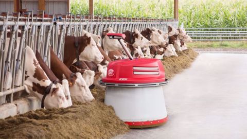 La troisième génération du robot repousse fourrage Lely Juno gagne en efficacité et en sécurité. (©Lely) La troisième génération du robot repousse fourrage Lely Juno gagne en efficacité et en sécurité. (©Lely)