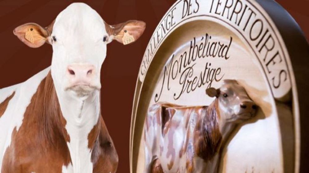 Du 9 au 10 mai se déroulera le concours Montbéliard Prestige qui rassemble les meilleurs animaux de la race de l'est de la France. Le concours sera retransmis en direct sur le site de la race. (©Montbéliarde Association)