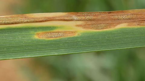 Symptômes de septoriose sur blé. (©Arvalis-Institut du végétal) Symptômes de septoriose sur blé. (©Arvalis-Institut du végétal)