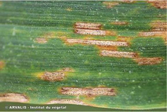 Taches blanches allongées avec présence de pycnides