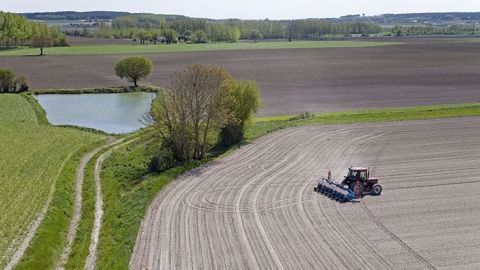 En cas d'espèce invasive, le préfet peut autoriser le labour d'une bande enherbée en bordure d'un cours d'eau. (©Terre-net Média) En cas d'espèce invasive, le préfet peut autoriser le labour d'une bande enherbée en bordure d'un cours d'eau. (©Terre-net Média)