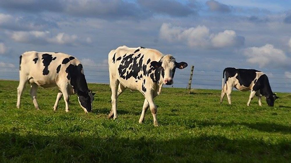 L'objectif de ce projet Mix-enable est d'identifier les stratégies les plus durables et robustes et de proposer des alternatives aux systèmes actuels. (©Terre-net Média)