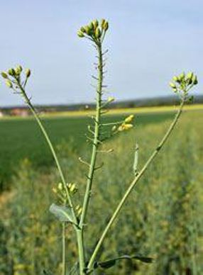 Avortement des boutons floraux de colza