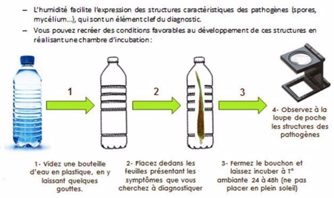 Diagnostiquer une maladie après incubation de feuilles présentant des symptômes