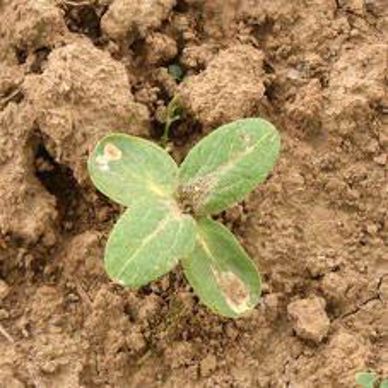 Tournesol