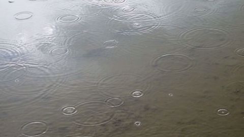 Des pluies sont prévues aux États-Unis et en Argentine de nombreux champs de soja sont inondés. À l'inverse, le sec inquiète au sud du Brésil,  en mer Noire et en Australie.  (©Terre-net Média)